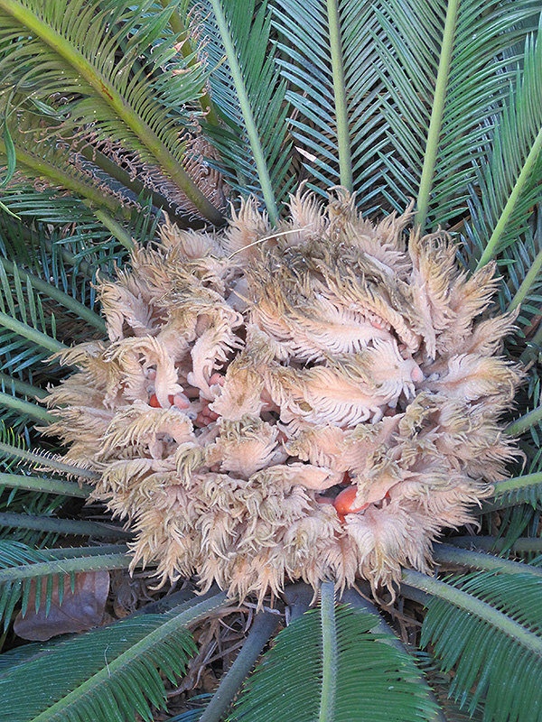 Japanese Sago Palm (Cycas revoluta) at Chalet Nursery