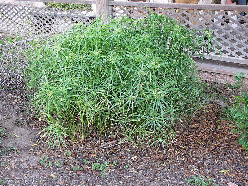 Umbrella Plant (Cyperus involucratus) at Chalet Nursery