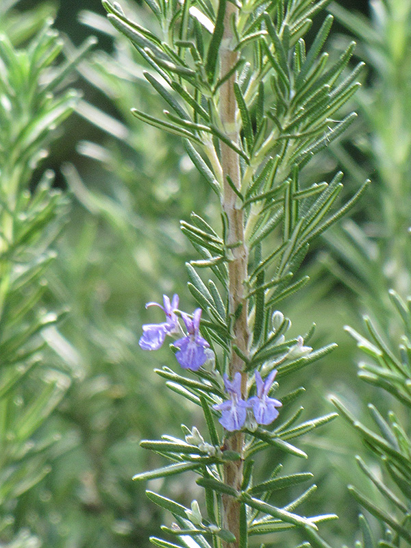 Tuscan Blue Rosemary (Rosmarinus officinalis 'Tuscan Blue') at Chalet Nursery