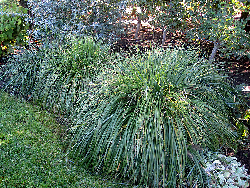 Moudry Fountain Grass (Pennisetum alopecuroides 'Moudry') at Chalet Nursery