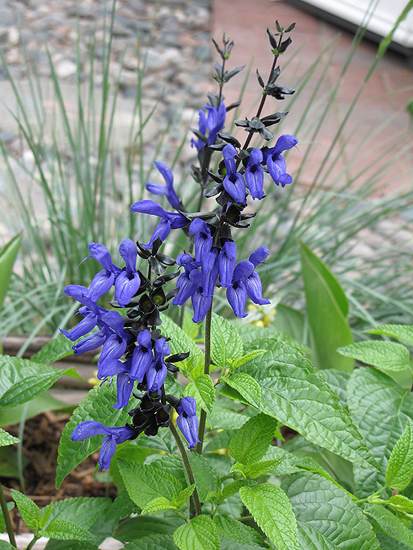 Black And Blue Anise Sage (Salvia guaranitica 'Black And Blue') at Chalet Nursery