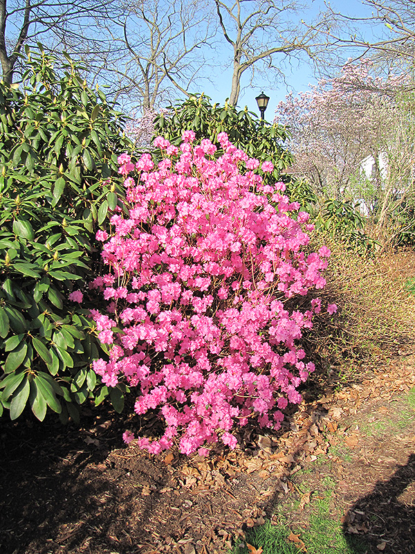 Landmark Rhododendron (Rhododendron 'Landmark') at Chalet Nursery