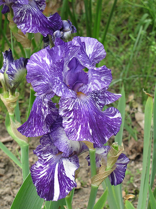 Batik Iris (Iris 'Batik') at Chalet Nursery