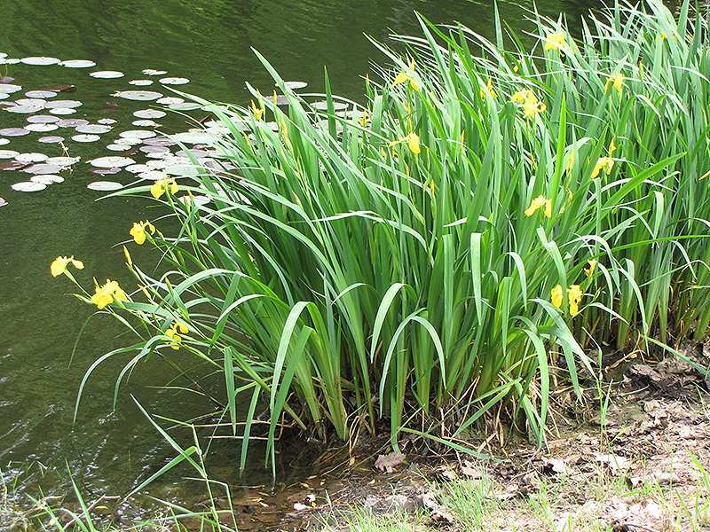 Yellow Flag Iris (Iris pseudacorus) at Chalet Nursery