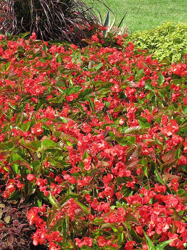 Dragon Wing Red Begonia (Begonia 'Dragon Wing Red') at Chalet Nursery