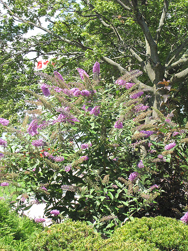 Pink Delight Butterfly Bush (Buddleia davidii 'Pink Delight') at Chalet Nursery