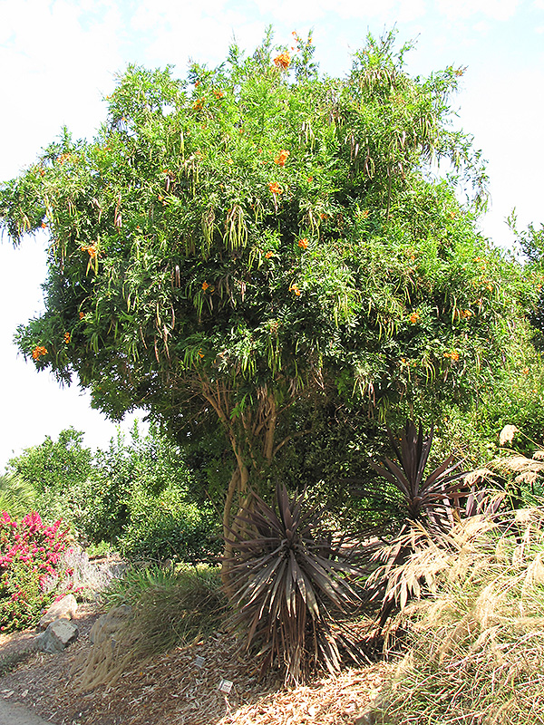 Orange Jubilee Esperanza (Tecoma stans ‘Orange Jubilee’) in Wilmette