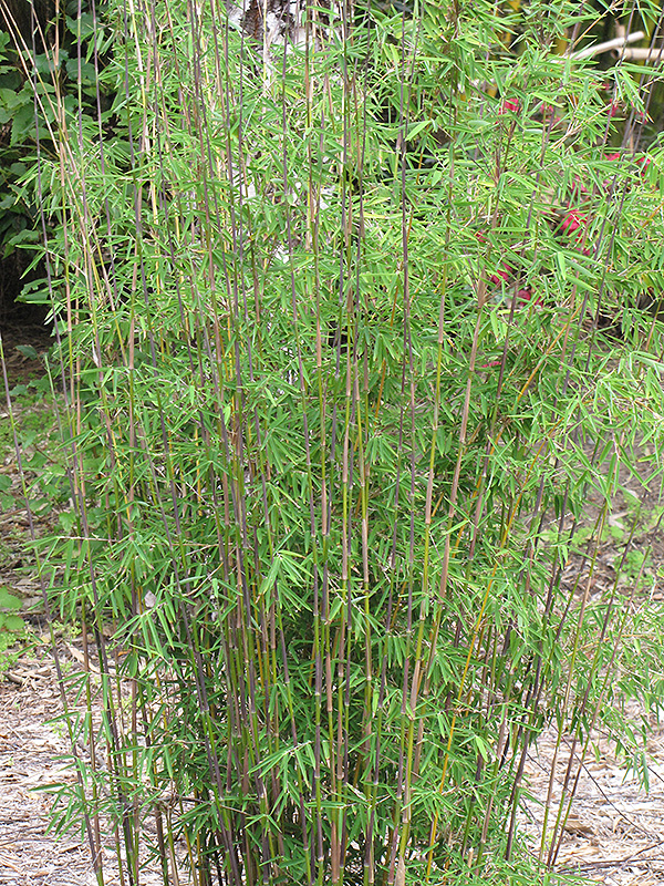 Red Fountain Bamboo (Fargesia nitida 'Jiuzhaigou') at Chalet Nursery