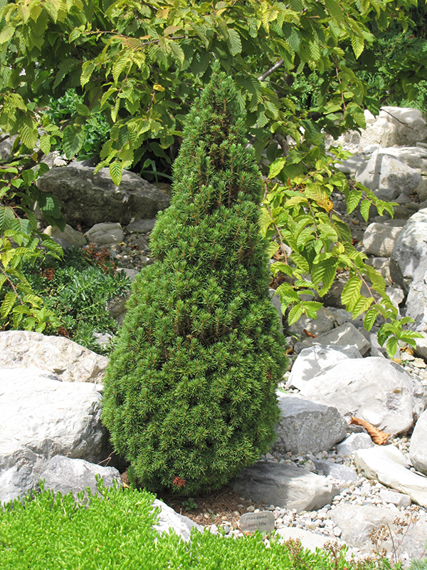 Jean's Dilly Spruce (Picea glauca 'Jean's Dilly') at Chalet Nursery