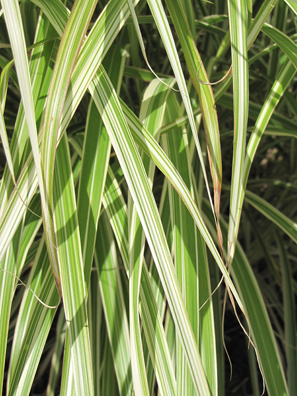 Morning Light Maiden Grass (Miscanthus sinensis 'Morning Light') at Chalet Nursery