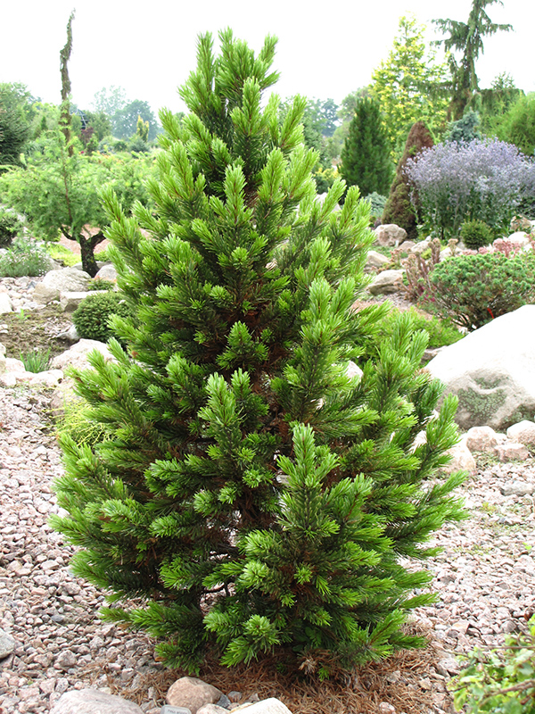 Formal Form Bristlecone Pine (Pinus aristata 'Formal Form') at Chalet Nursery