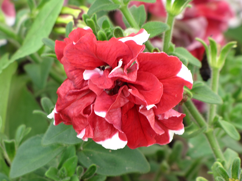 Madness Red and White Double Petunia (Petunia 'Madness Red and White Double') at Chalet Nursery