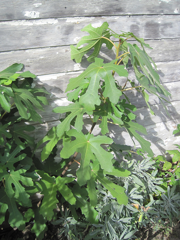 Chicago Hardy Fig (Ficus carica 'Chicago Hardy') at Chalet Nursery