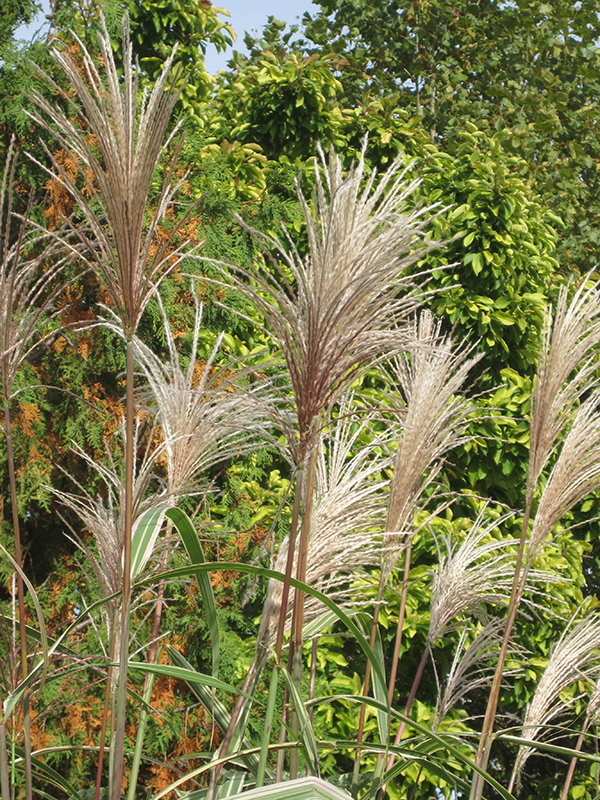 Variegated Silver Grass (Miscanthus sinensis 'Variegatus') at Chalet Nursery