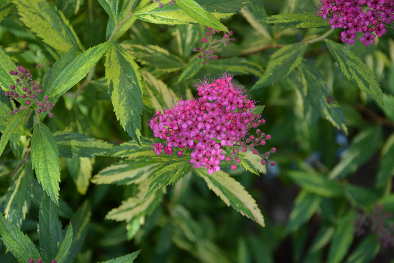 Double Play Painted Lady Spirea (Spiraea japonica 'Minspi') at Chalet Nursery