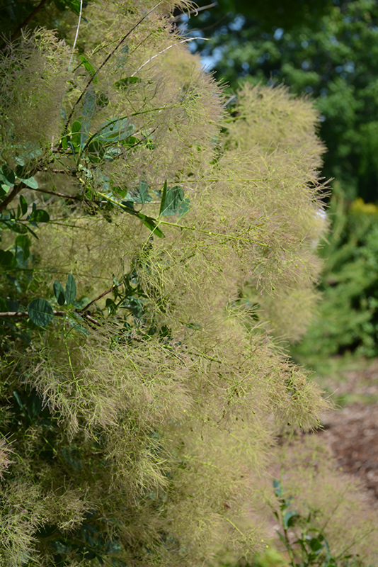 Young Lady Smokebush (Cotinus coggygria 'Young Lady') at Chalet Nursery