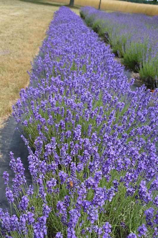 Hidcote Lavender (Lavandula angustifolia 'Hidcote') at Chalet Nursery