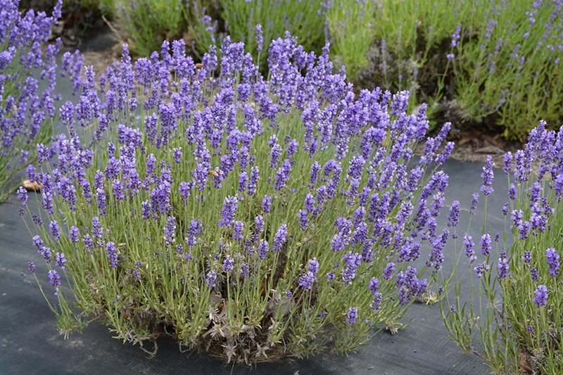 Hidcote Lavender (Lavandula angustifolia 'Hidcote') at Chalet Nursery