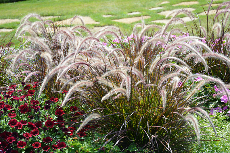 Fountain Grass (Pennisetum setaceum) at Chalet Nursery
