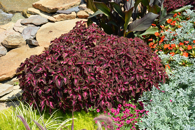 ColorBlaze Kingswood Torch Coleus (Solenostemon scutellarioides 'Kingswood Torch') at Chalet Nursery
