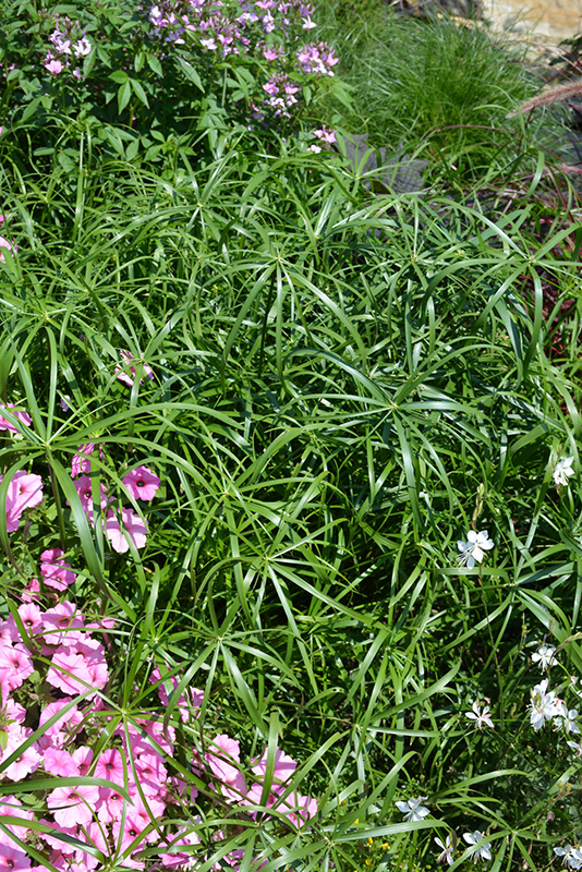 Umbrella Plant (Cyperus alternifolius) at Chalet Nursery