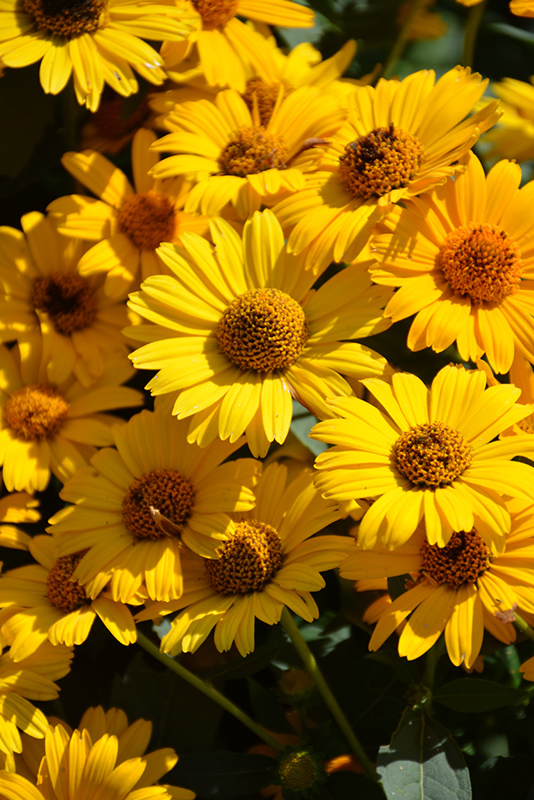 Tuscan Sun False Sunflower (Heliopsis helianthoides 'Tuscan Sun') at Chalet Nursery