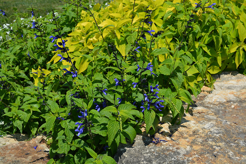 Black And Blue Anise Sage (Salvia guaranitica 'Black And Blue') at Chalet Nursery