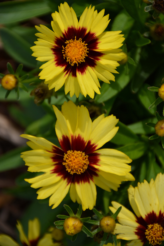 UpTick Yellow and Red Tickseed (Coreopsis 'Baluptowed') at Chalet Nursery