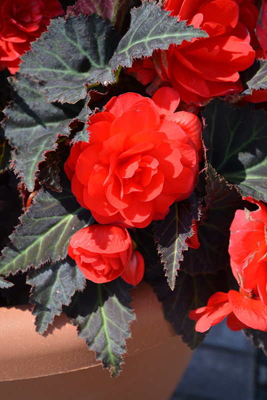 Nonstop Mocca Cherry Begonia (Begonia 'Nonstop Mocca Cherry') at Chalet Nursery