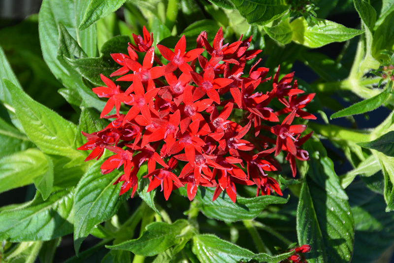 BeeBright Red Star Flower (Pentas lanceolata 'BeeBright Red') in ...