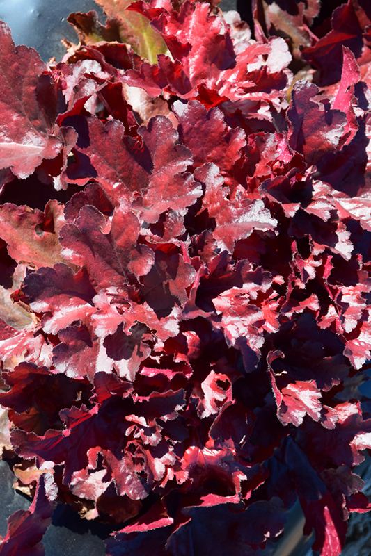 Forever Red Coral Bells (Heuchera 'Forever Red') at Chalet Nursery