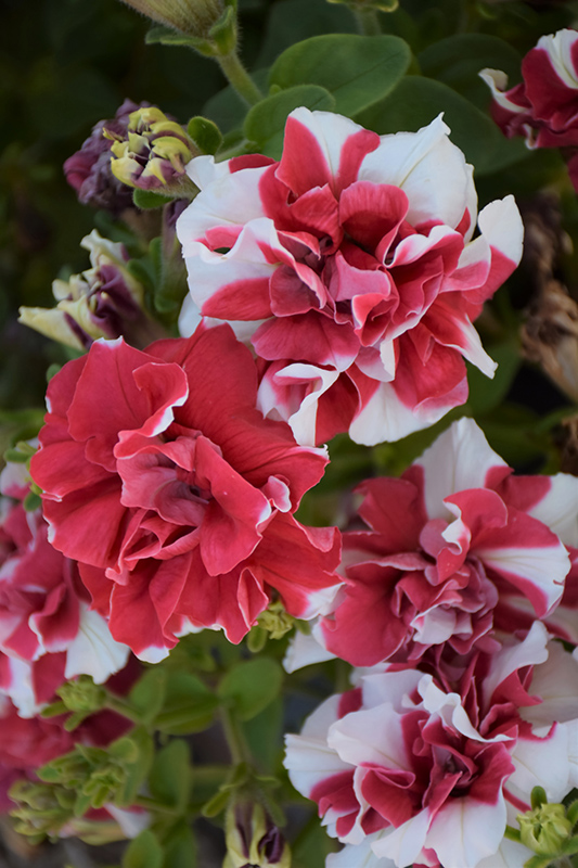 Madness Red and White Double Petunia (Petunia 'Madness Red and White Double') at Chalet Nursery