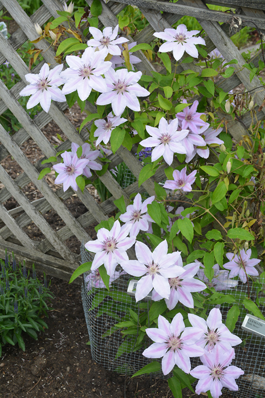 Nelly Moser Clematis (Clematis 'Nelly Moser') at Chalet Nursery