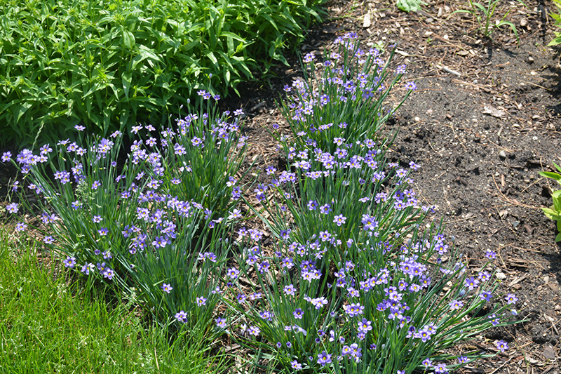 Lucerne Blue-Eyed Grass (Sisyrinchium angustifolium 'Lucerne') at Chalet Nursery