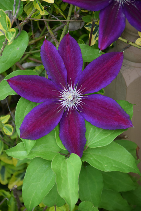 Wildfire Clematis (Clematis 'Wildfire') at Chalet Nursery