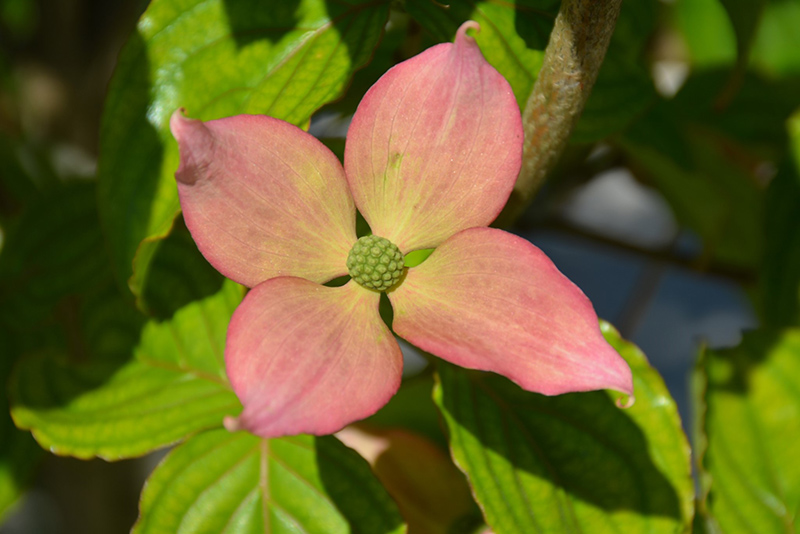 Rosy Teacups Flowering Dogwood (Cornus 'KN30-8') at Chalet Nursery