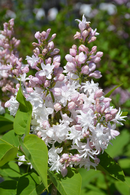 Beauty of Moscow Lilac (Syringa vulgaris 'Beauty of Moscow') at Chalet Nursery