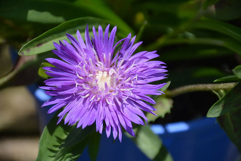 Honeysong Purple Aster (Stokesia laevis 'Honeysong Purple') at Chalet Nursery