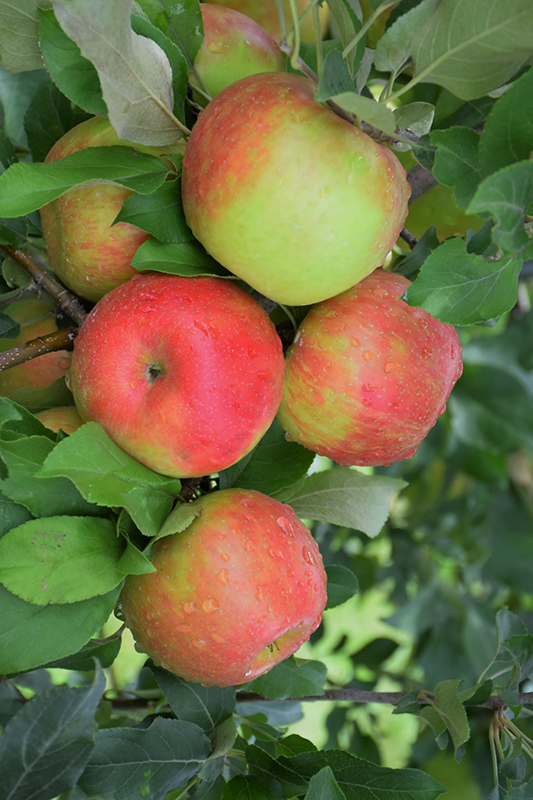Honeycrisp Apple (Malus 'Honeycrisp') at Chalet Nursery