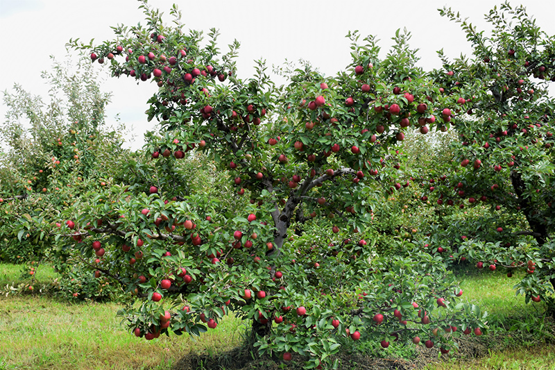 Red Delicious Apple (Malus 'Red Delicious') at Chalet Nursery