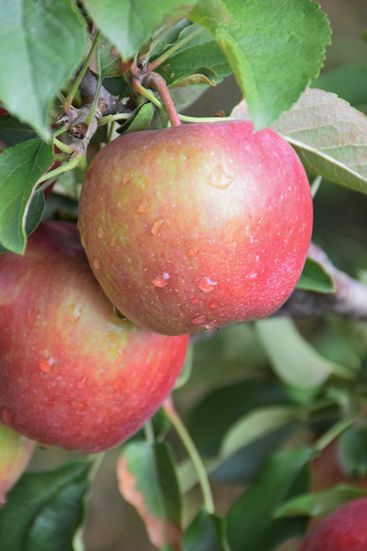 Red Delicious Apple (Malus 'Red Delicious') at Chalet Nursery