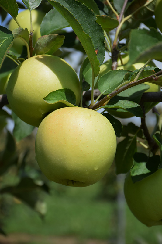 Yellow Delicious Apple (Malus 'Golden Delicious') at Chalet Nursery