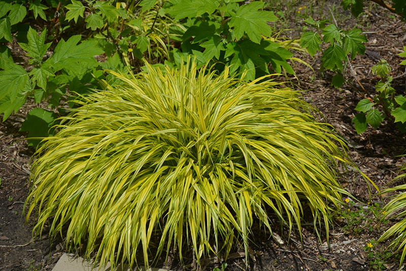 Golden Variegated Hakone Grass (Hakonechloa macra 'Aureola') at Chalet Nursery