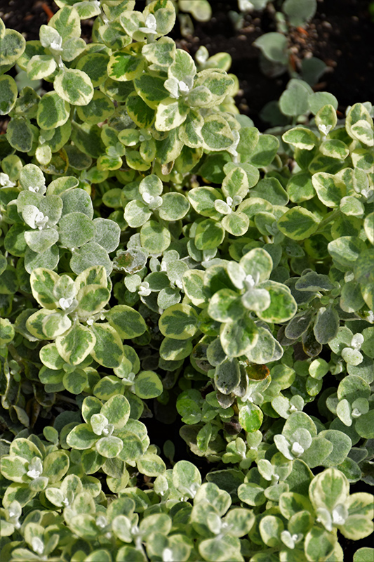 Variegated Licorice Plant (Helichrysum petiolare 'Variegated Licorice') at Chalet Nursery