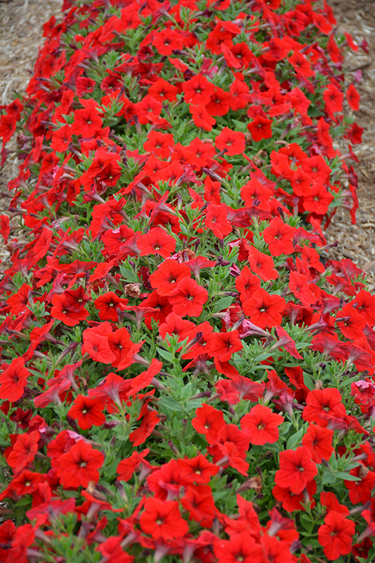 Easy Wave Red Petunia (Petunia 'Easy Wave Red') at Chalet Nursery