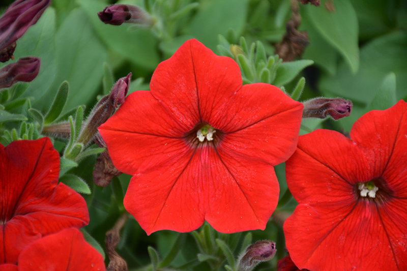 Easy Wave Red Petunia (Petunia 'Easy Wave Red') at Chalet Nursery