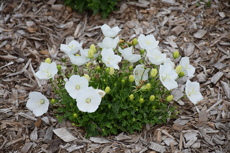 Pearl White Bellflower (Campanula carpatica 'Pearl White') at Chalet Nursery