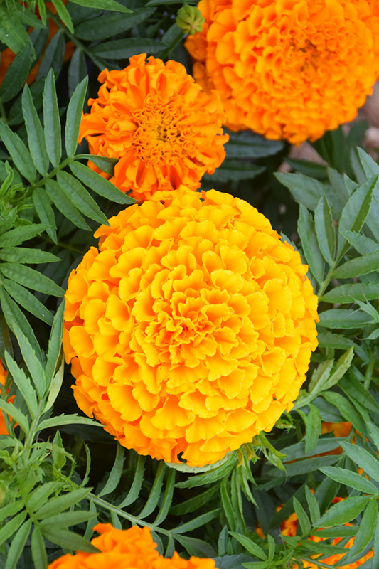 Taishan Orange Marigold (Tagetes erecta 'Taishan Orange') at Chalet Nursery