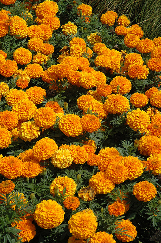 Taishan Orange Marigold (Tagetes erecta 'Taishan Orange') at Chalet Nursery