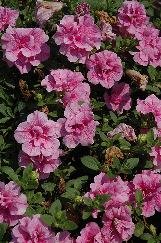 Double Wave Pink Petunia (Petunia 'Double Wave Pink') at Chalet Nursery
